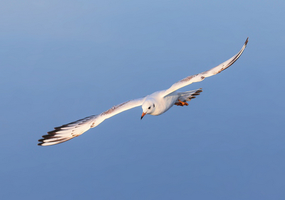 Lachmöwe · black-headed gull